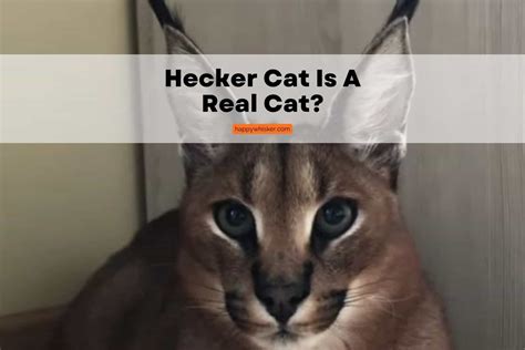 Hecker Cat From Beluga Cinematic Universe Is A Real Cat!