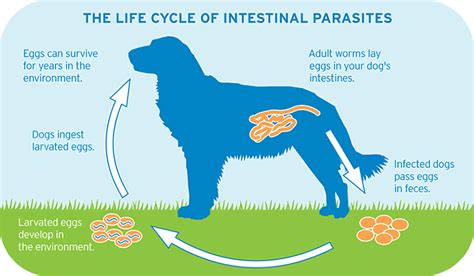 Intestinal Worms – Civic Centre Veterinary Surgery