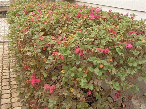 Pruning Loropetalum | Plant Addicts