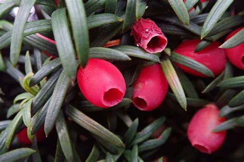 Yew berries | earthstar