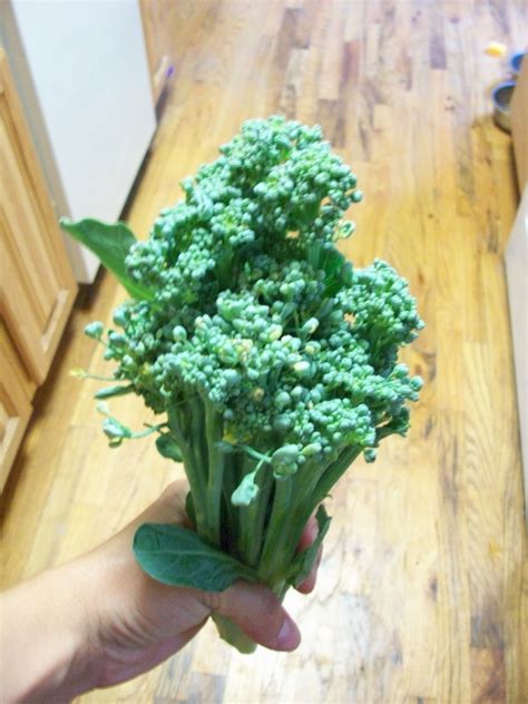 Homestead Roots: Broccoli is ready to harvest! Freezing broccoli!