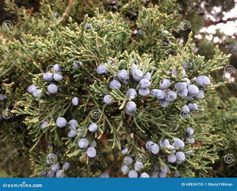 Juniperus (Juniper) Plant with Seeds. Stock Image - Image of blue ...