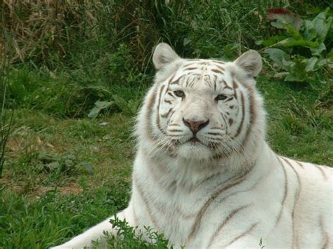 Albino tiger | Albino animals, Save wildlife slogans, Animals beautiful