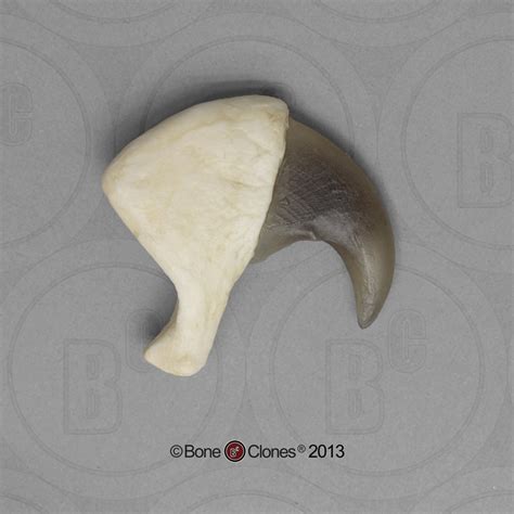 African Lion Claw - Bone Clones - Osteological Reproductions