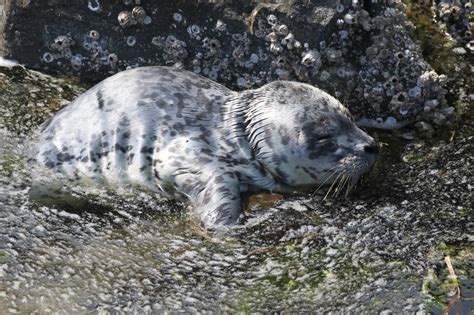 It's seal pup season: A reminder to stay 100 feet away from pups on ...