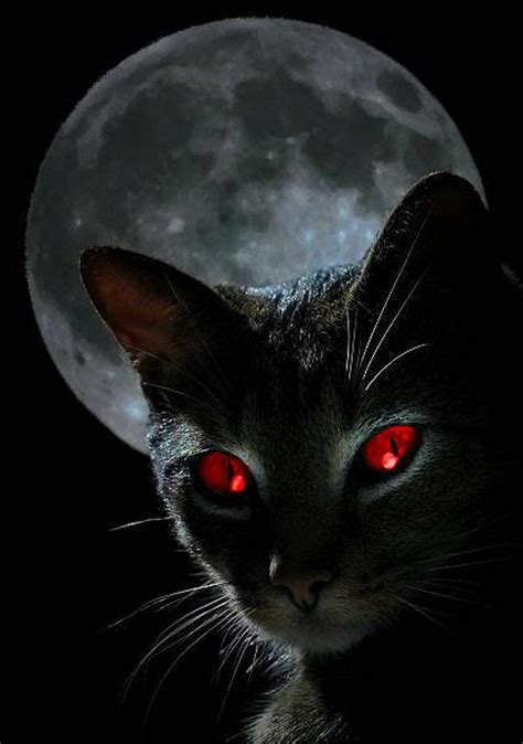 Scary Cats Wallpapers - Wallpaper Cave