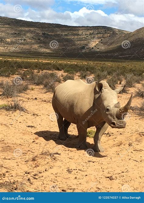 Rhino on Safari stock image. Image of wild, beautiful - 123574337