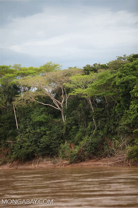 Riparian forest in Colombia [colombia_3415]