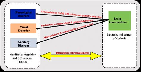 Interaction between the elements of dyslexia: brain abnormalities,... | Download Scientific Diagram
