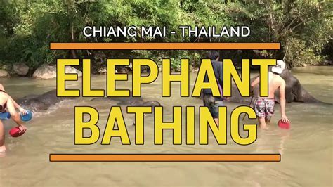 Elephant Bathing in Chiang Mai - YouTube