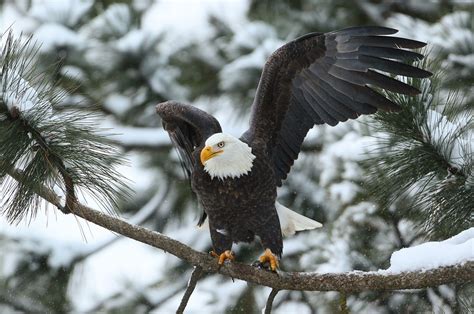 Winter Eagle Wallpapers - 4k, HD Winter Eagle Backgrounds on WallpaperBat