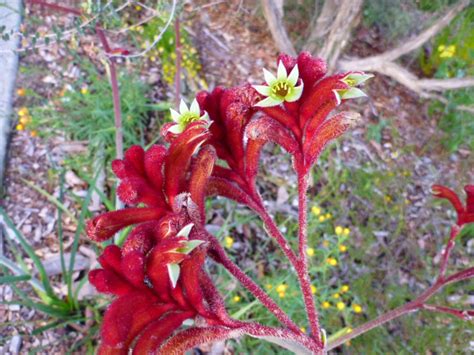 Anigozanthos rufus – Kangaroo Paw | Gardening With Angus