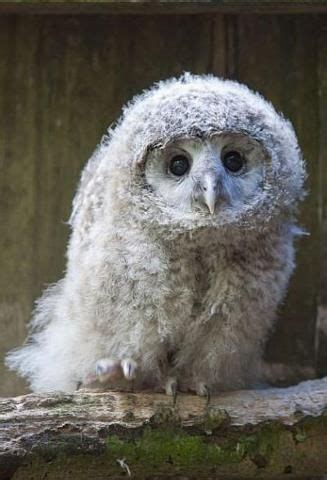 Great grey owl Baby Owls, Baby Animals, Animals And Pets, Cute Animals, Wild Animals, Beautiful ...