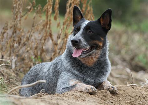 Australian Cattle Dog | Australian Dog Lover