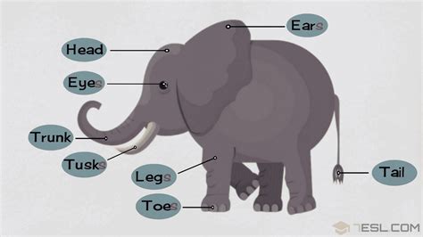 Elephant Parts: Elephant Body Parts with Pictures • 7ESL