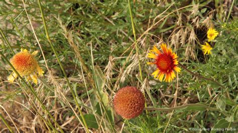 Photos of Colorado Wildflowers - Luci Westphal