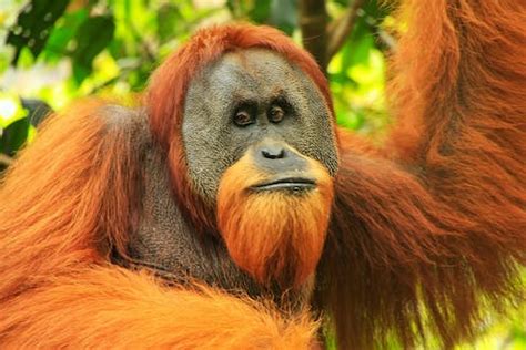 Orangutans have been adapting to humans for 70,000 years