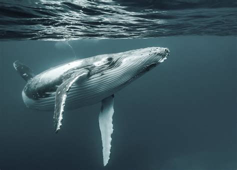 The humpback whale, a species of baleen whale.... - the underwater archive