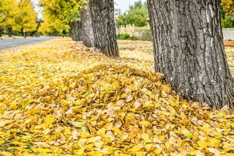 Image of Piles of yellow Autumn leaves raked up against a row of trees - Austockphoto