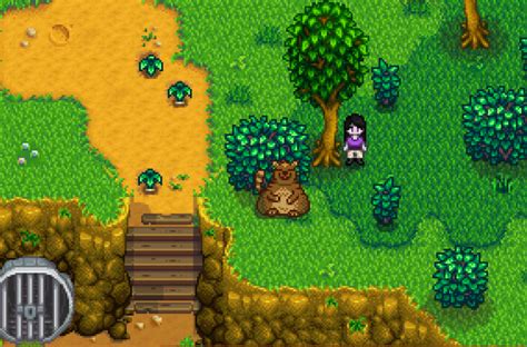 How to Help the Raccoon in the Cindersap Forest - Stardew | Guide