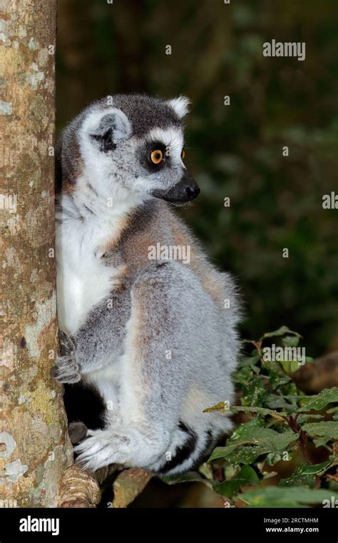 An alert ring-tailed lemur (Lemur catta) in natural habitat, Madagascar ...