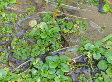 Watercress: Pictures, Flowers, Leaves & Identification | Nasturtium officianale