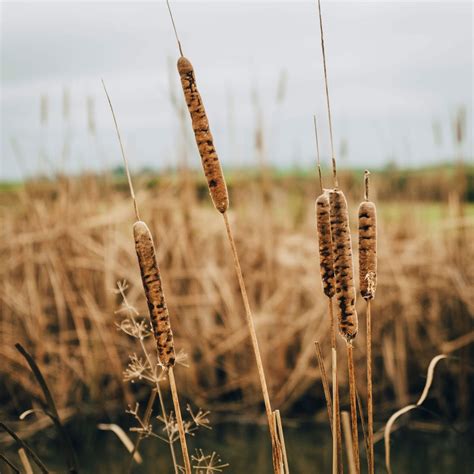 What To Know About Common Lake and Pond Weeds | The Family Handyman