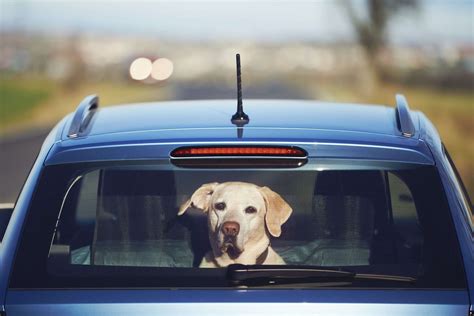 Florida Bill Would Ban Dogs From Sticking Their Heads Out Car Windows