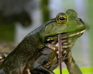 The Blog of Innocence:Philippine Biodiversity ViewPoints: Two new frog ...