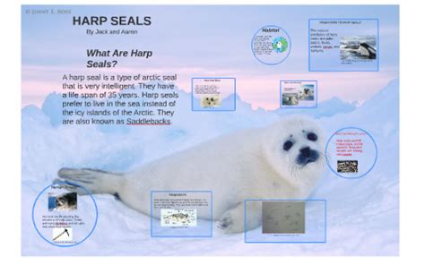 HARP SEALS by Jack Bradley on Prezi