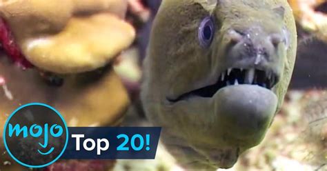 Top 20 Most Dangerous Ocean Creatures in the World | Articles on WatchMojo.com