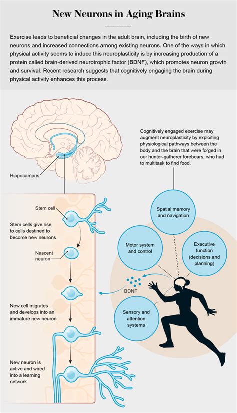 Important Facts About Your Brain (and Exercise Benefits) | Health ...