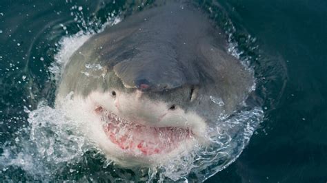 10 Most Dangerous Places for Shark Attacks | HowStuffWorks