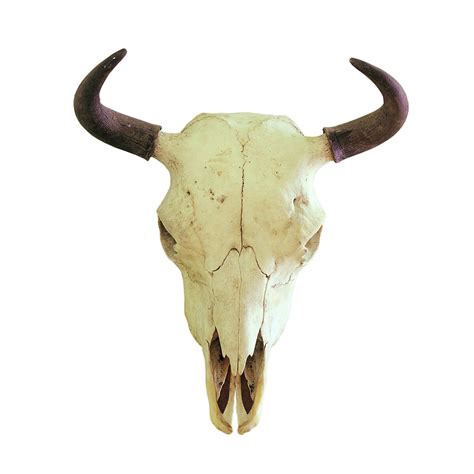 Buffalo Skull – Bison