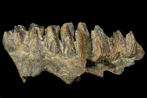 5" Partial, Fossil Stegodon Molar - Indonesia (#156720) For Sale ...