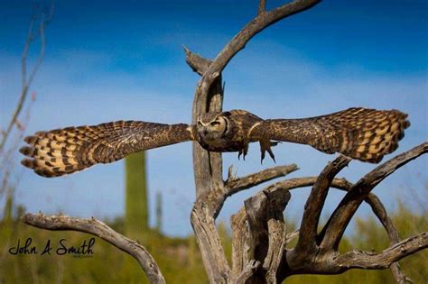 Arizona Sonora Desert Museum | Sonora desert, Arizona, Lizard