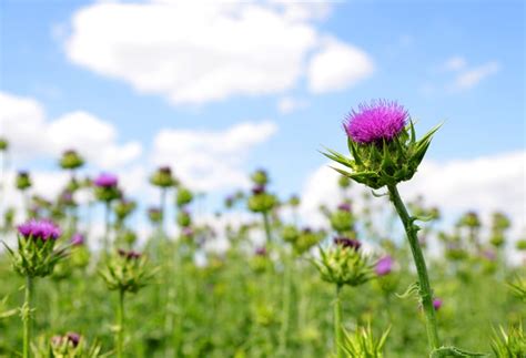 Milk Thistle and Liver Enzymes | Livestrong.com