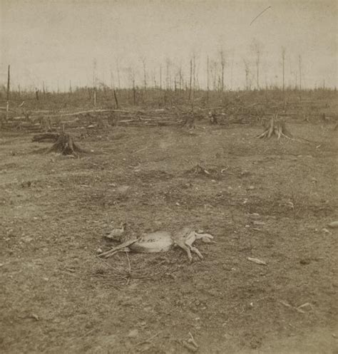 Aftermath of Peshtigo Fire | Photograph | Wisconsin Historical Society