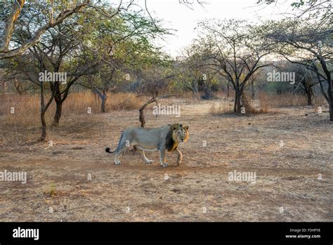 Asiatic Lion in his habitat (Panthera leo persica) at Gir forest, Gujarat, India Stock Photo - Alamy