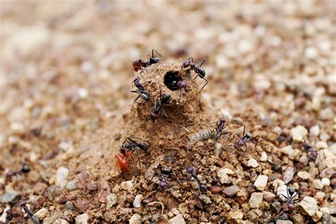 File:Ant mound.jpg - Wikimedia Commons