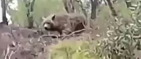 Cryptid Atlas Bear Filmed?