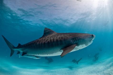 Underwater world, Sharks, Closeup, HD Wallpaper | Rare Gallery