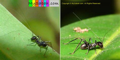 Ant-mimicking Spider 2 - MySabah.com