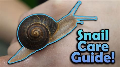 How To Take Care Of A Pet Snail?