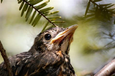 Baby Bird in Nest stock photo. Image of evergreen, bush - 12706548