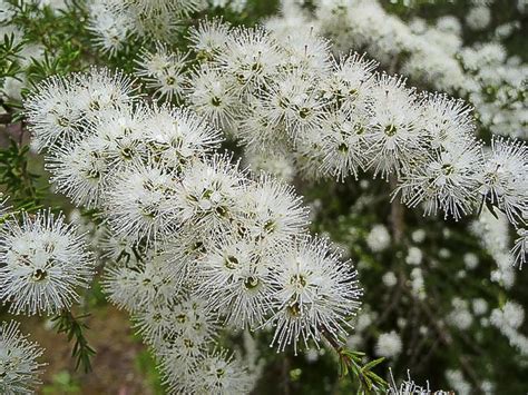 Kunzea ambigua | Australian Plants Society