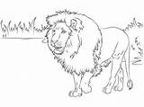 Drucken Löwe Zum Ausmalen  Kostenlos Malvorlagen Und Ausmalbilder sketch template