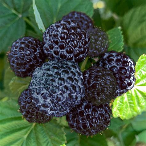 Born Free™ Thornless Black Raspberry Plant | Gurney's Seed & Nursery Co.