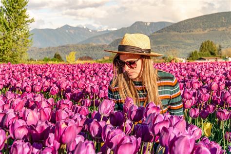 Wander the tulip fields in Chilliwack: Tulips of the Valley | Non Stop ...