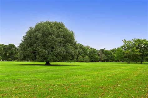 Big green tree stock photo. Image of land, landscape - 53184832